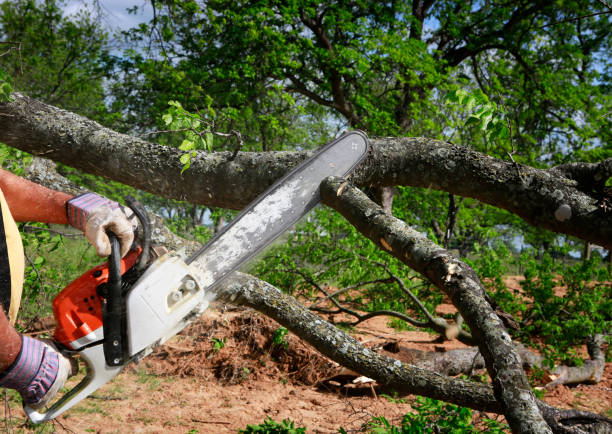 Best Leaf Removal  in Copperas Cove, TX